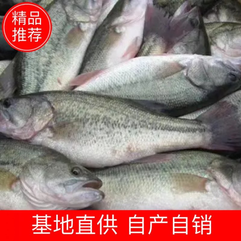 本地养殖精品鲈鱼7两到一斤量大从优本地养殖