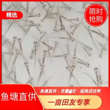 草鱼苗水花，鱼塘直供，货量稳固，超高成活率，可视频看货