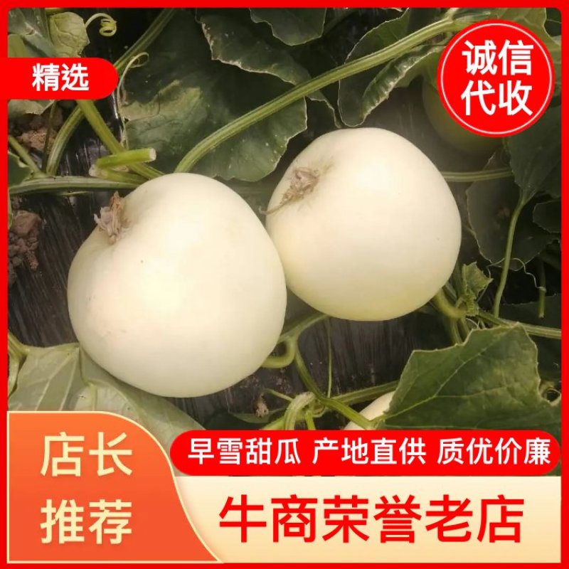 大棚早雪薄皮甜瓜，质优价廉，诚信代办。本人做代办十多年