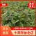 【大黄苗】马蹄大黄苗子甘肃产地直发技术支持