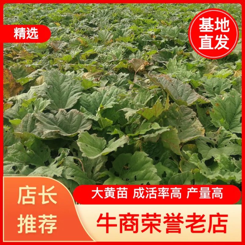 【大黄苗】马蹄大黄苗子甘肃产地直发技术支持