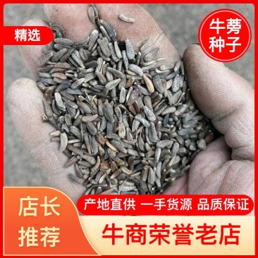 牛蒡种子产地供货技术支持欢迎您选购