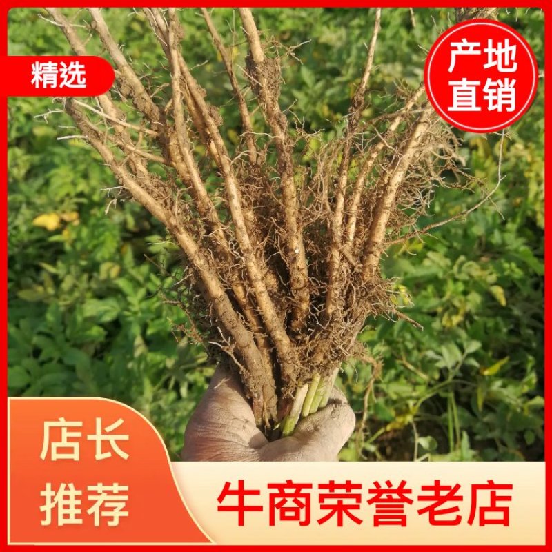 羌活苗甘肃宽叶羌活苗产地供货移技术支持欢迎电联