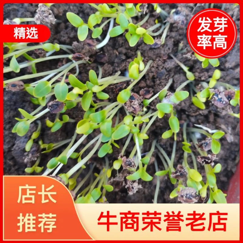 大黄种子药用马蹄甘肃陇海大黄籽产地供货技术支持电联