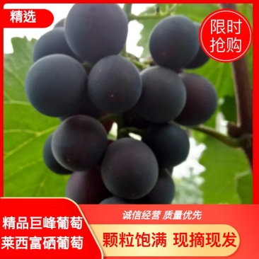 巨峰葡萄（莱西温室富硒葡萄）甜口葡萄，千亩葡萄园