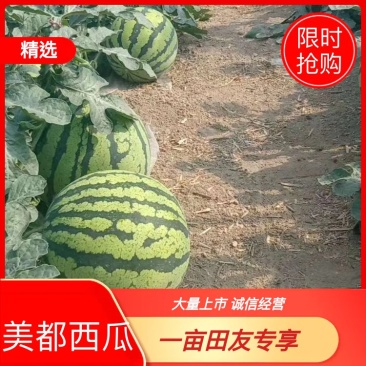 精品美都头茬瓜河南大量上市皮薄肉厚欢迎采购