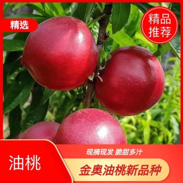 【油桃黄油桃大量上市，现摘现发量大质优可发往全国