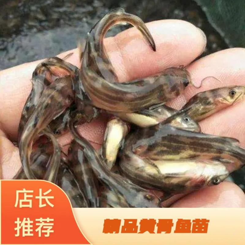 重庆潼南养殖基地直发黄腊丁鱼苗及成品一手货源包成活