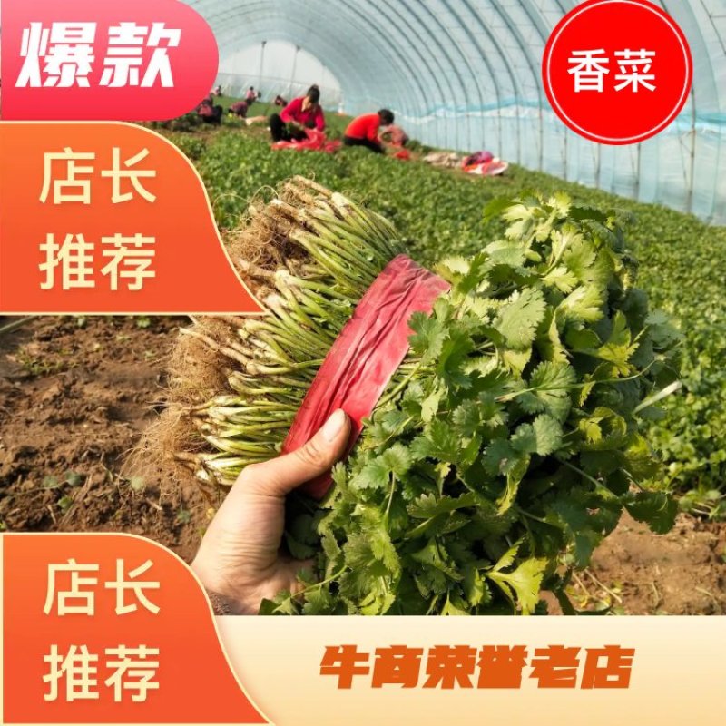河南大棚大叶香菜，种植示范基地，精挑细选，全国代发