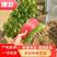 河南省精品大叶香菜，发展种植示范基地，政府扶持，全国代发