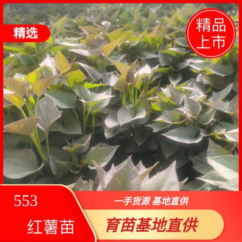 北京553红薯苗/北京红红薯苗，脱毒高产抗病红薯苗