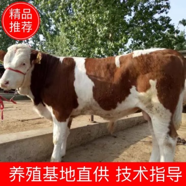 西门塔尔牛犊肉牛犊日增重3-4斤包技术包成活