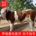 西门塔尔牛犊肉牛犊日增重3-4斤包技术包成活