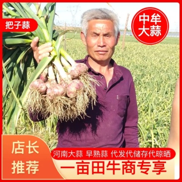 【精品推荐把子蒜】质量高价格便宜欢迎选购！货量大质量高