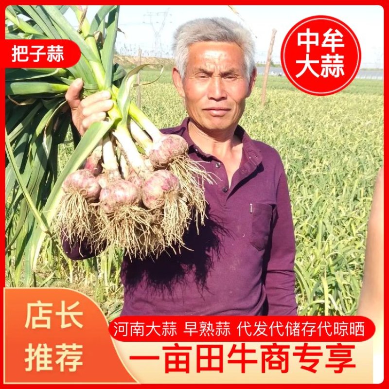 【精品推荐把子蒜】质量高价格便宜欢迎选购！货量大质量高