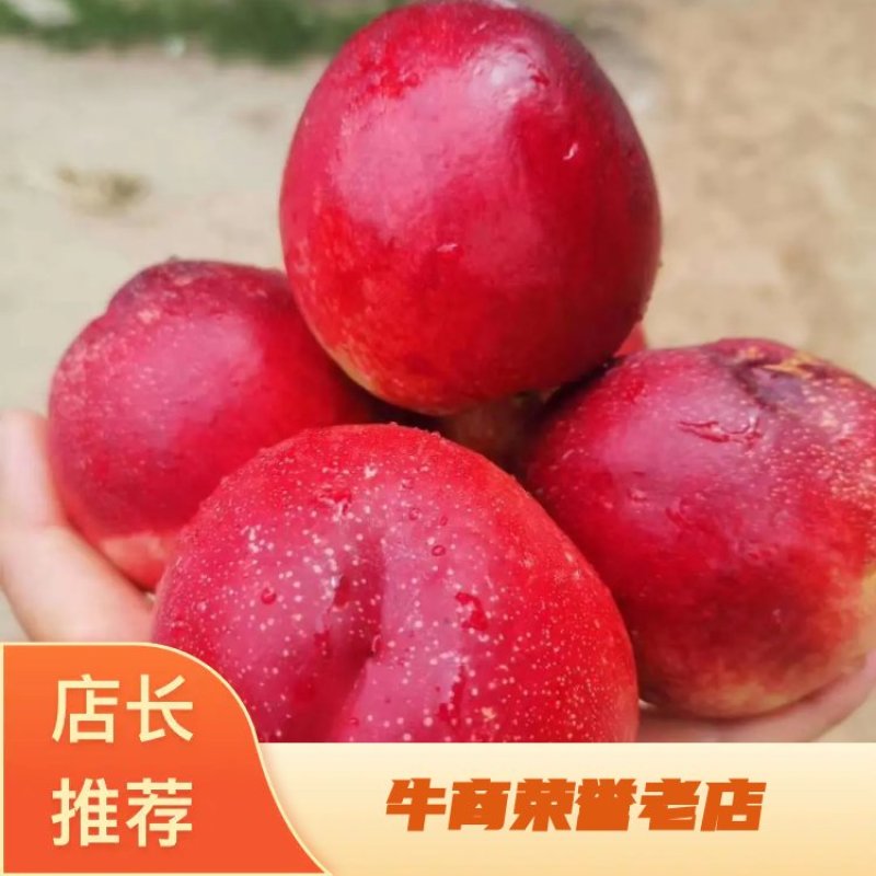 【优选】油桃产地直销对接各大电商商超社区团购等