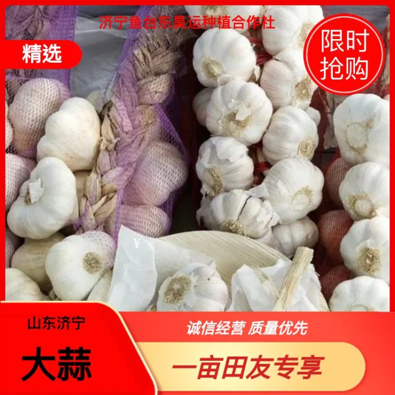 《牛商推荐》山东济宁大蒜基地直发地头干蒜视频看货