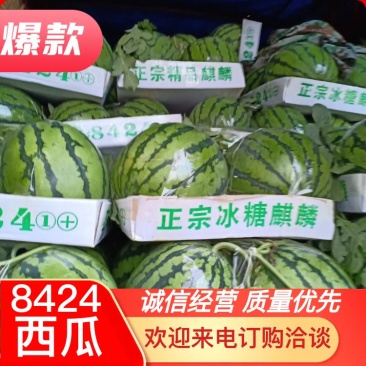 8424麒麟，6斤打底9成熟1茬，产地直供，一手货源