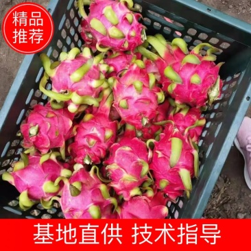越南精品红心火龙果七兩到兩斤半单个重