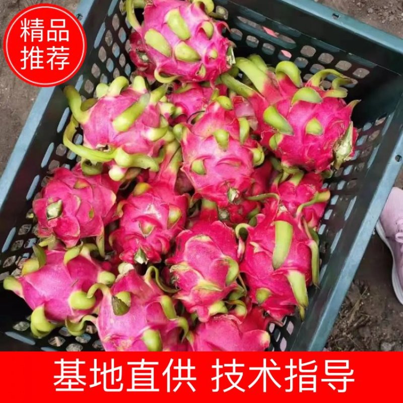 越南精品红心火龙果七兩到兩斤半单个重