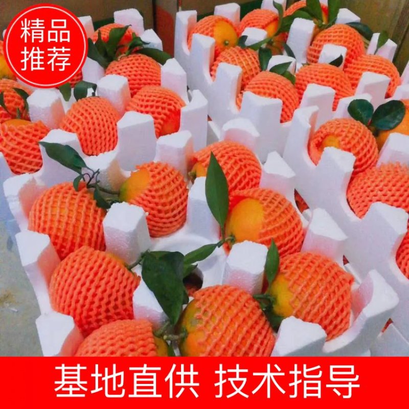 丹棱精品爱媛果冻橙.爱媛38