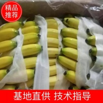 精品香蕉处理32.4元一件净重二十三斤无黑心无水烂无黑把