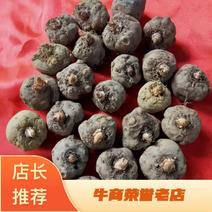 云南精品魔芋种子大量批发出售一代种二代种子