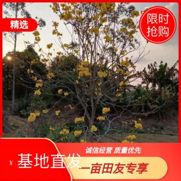 广东阳春市黄花风铃木苗质量保证产地直销量大优惠带土销售