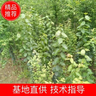 广东阳江青梅苗优质大果成活率高基地直发大量供应坏苗包赔