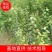 广东阳江青梅苗优质大果成活率高基地直发大量供应坏苗包赔