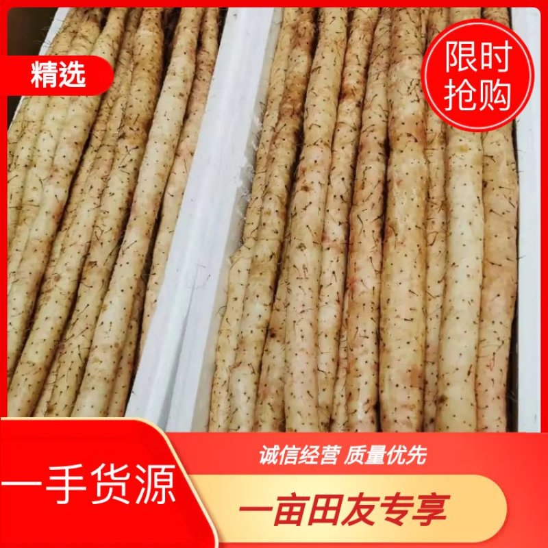 A级紫山药，日供货量达到5-10万斤，对接全国欢迎选购