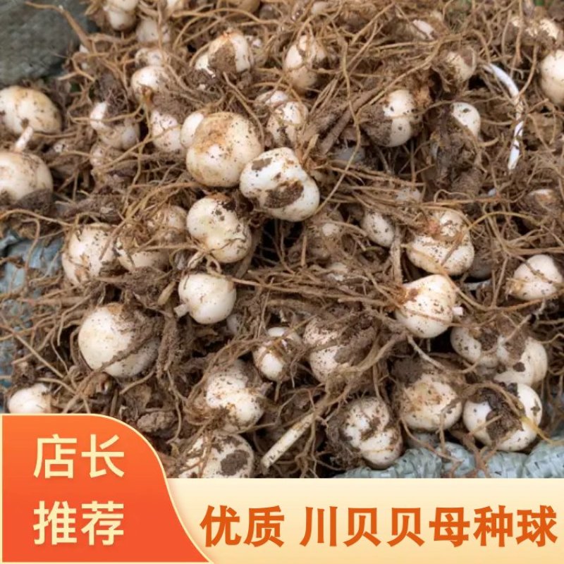 川贝贝母种球松贝平贝种球恩施产地直销浙贝种苗