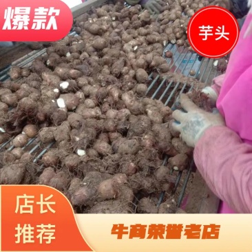 山东优质芋头，产地供货货源充足，质量保证全国发货