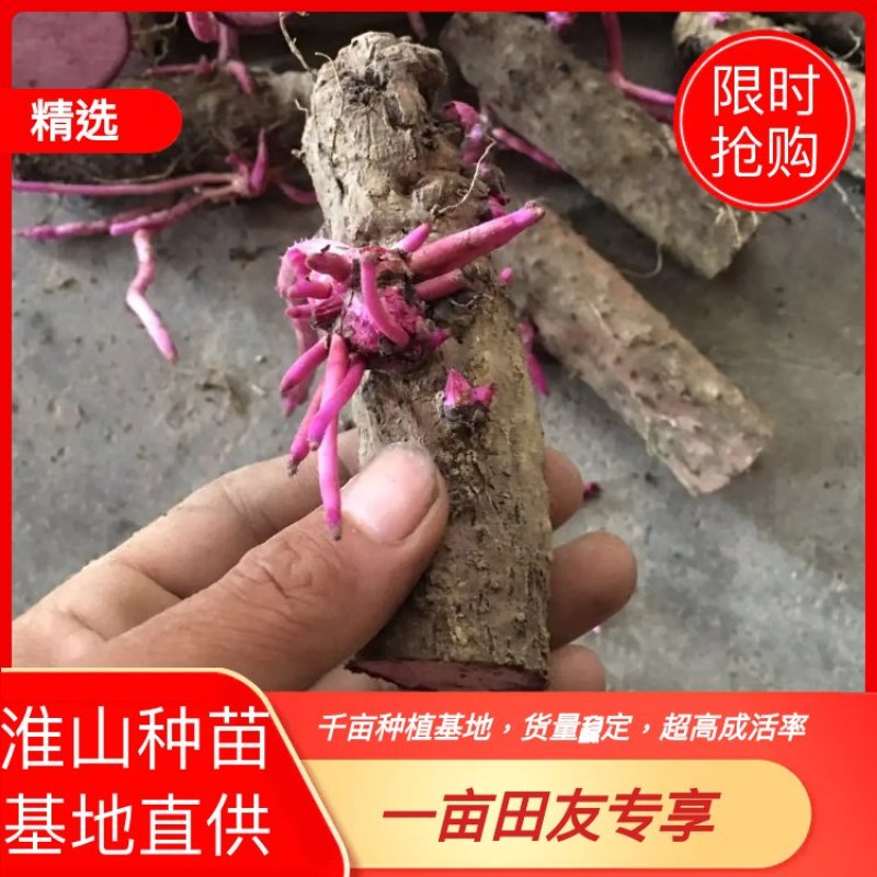 大量供应优质紫玉淮山山药苗小叶紫淮山种苗基地直供