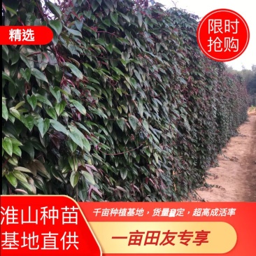 大量供应优质紫玉淮山山药苗小叶紫淮山种苗基地直供