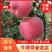 山东产地批发红富士苹果（纸袋）（膜袋）（纸加膜）一手货源