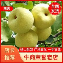 安徽砀山酥梨(商超，电商批发市场)冷库预冷全国发货