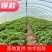 紫薯苗、紫薯红薯苗、紫薯、紫薯地瓜苗、电商苗