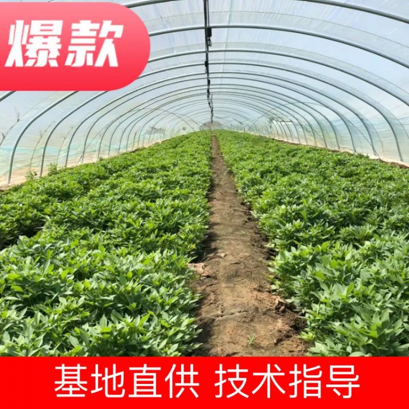 紫薯苗、紫薯红薯苗、紫薯、紫薯地瓜苗、电商苗