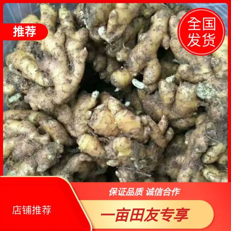 【热卖生姜】小黄姜山东产地直发全国市场货源充足电联订购