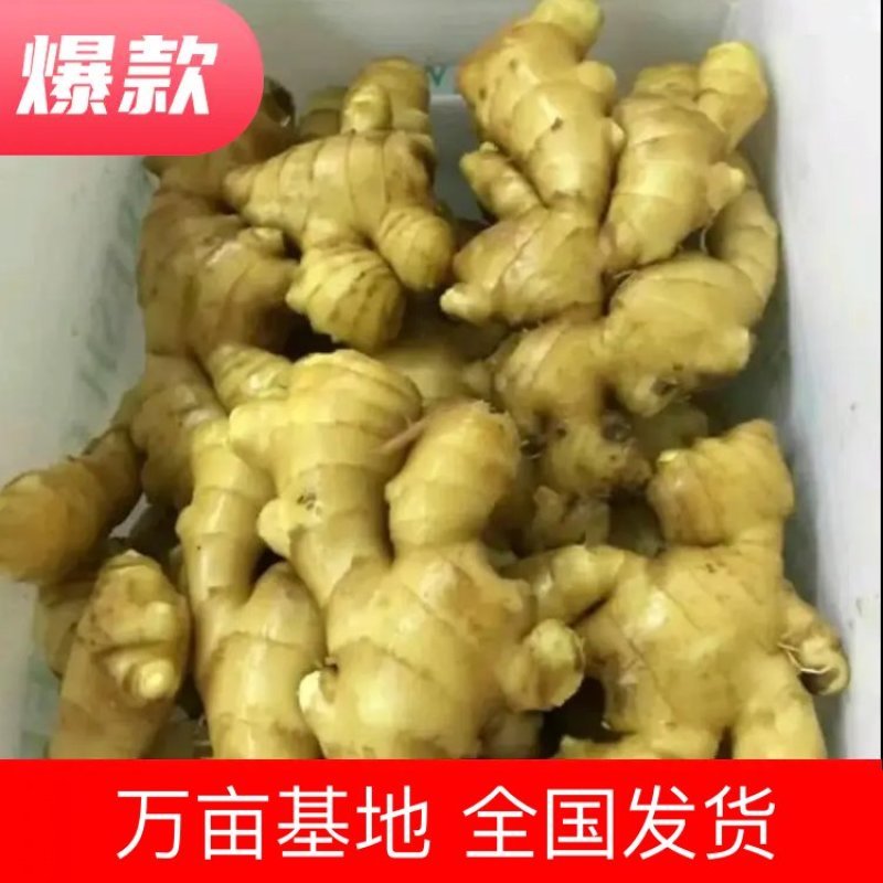 【万亩黄姜】大黄姜山东临沂基地直发保质保量协助找车电联