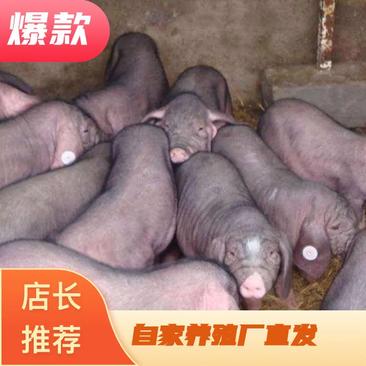 山东猪厂养殖直发原种太湖母猪品种纯正送货到家防疫到位