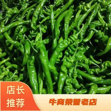 辣椒螺丝椒，陕西，大量上市，品质至上，欢迎老板前来采购！