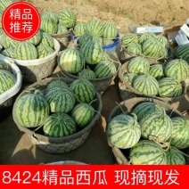 【牛商推荐】大棚8424西瓜万亩基地质量保证代发全国