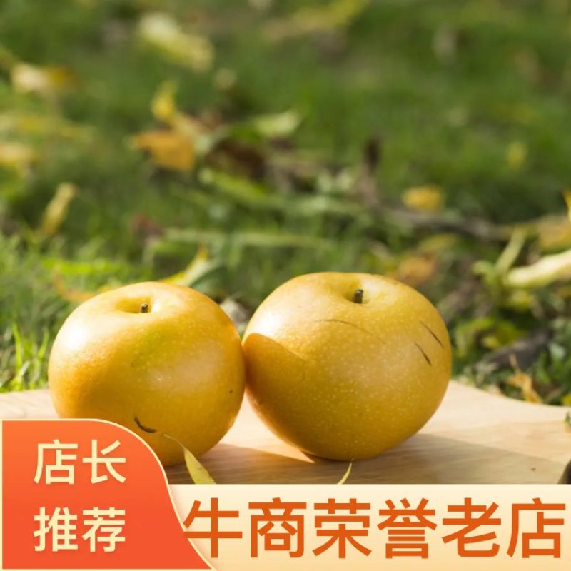 【牛商推荐】秋月梨味道纯正（河南沙土地种植万亩梨园直供）