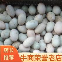 精品土鸭蛋红心绿壳新鲜发货可视频欢迎来电订购！