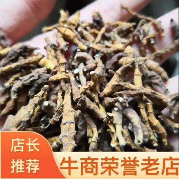 九节菖蒲新货自然生长小菖蒲量大从优
