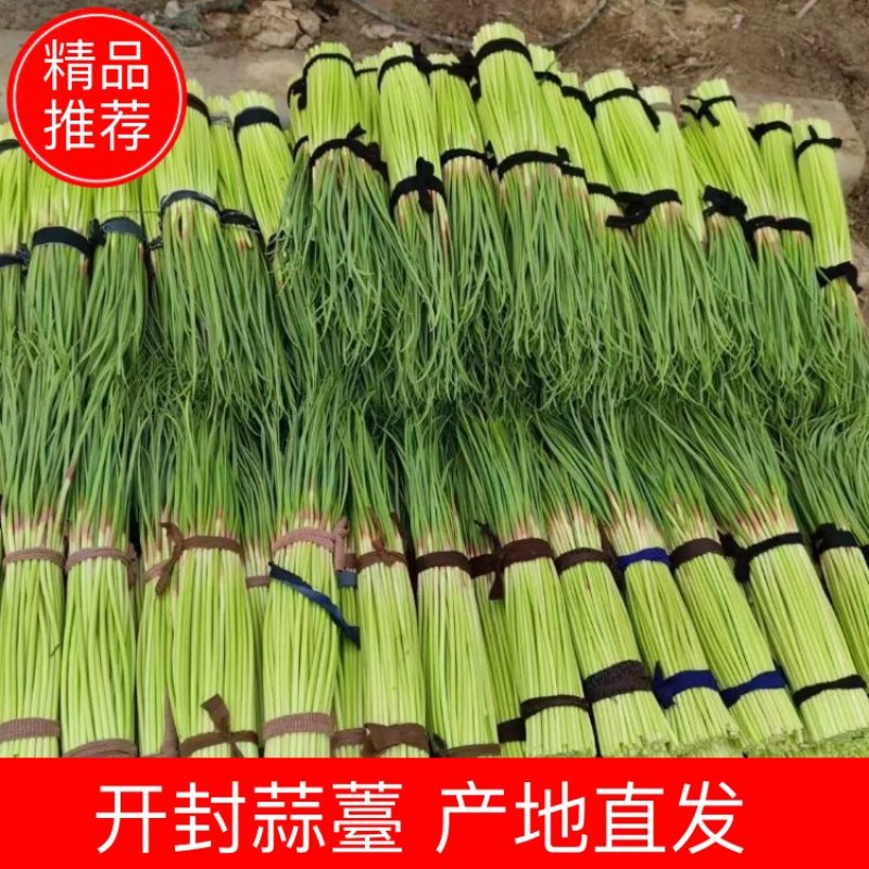 通许县红帽蒜苔大量上市，品质好，价格优，调车一条龙服务。