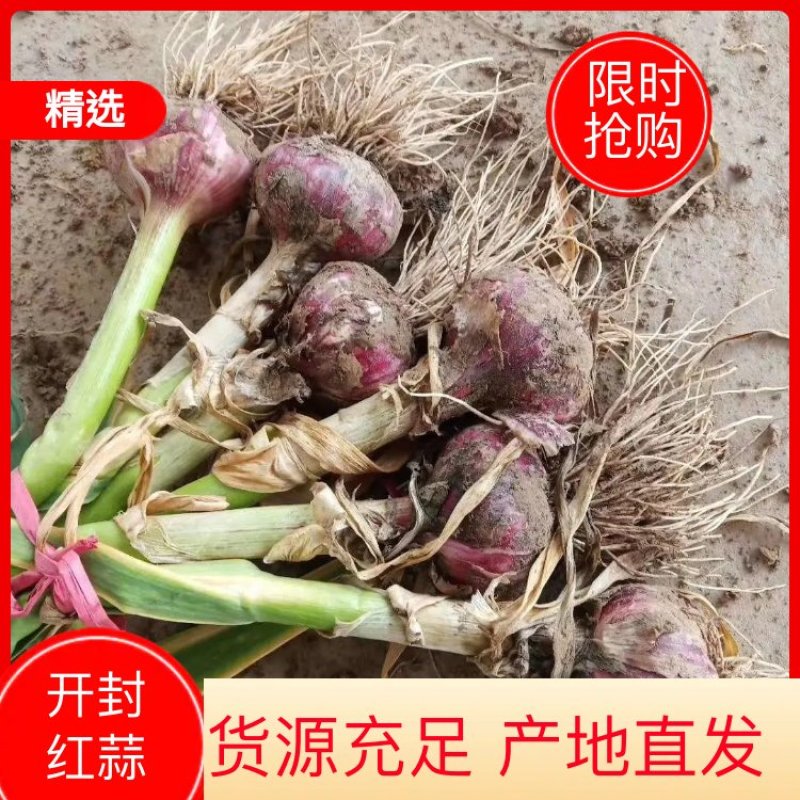 通许带节把蒜大量上市，品质好，规格五个以上，价格优