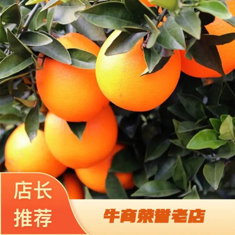 高产特优赣南脐橙纽荷尔橙苗，原产地理标志全程脱毒
